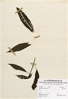 藏品(圓果冷水麻)的圖片